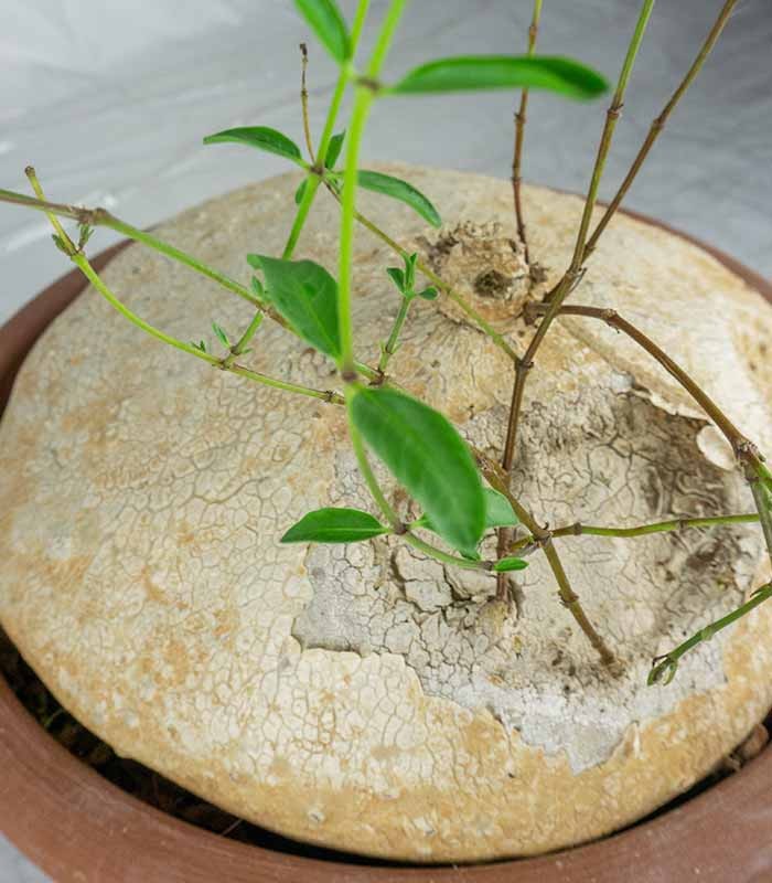 Raphionacme burkei