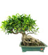 Ficus retusa 26 anni esemplare