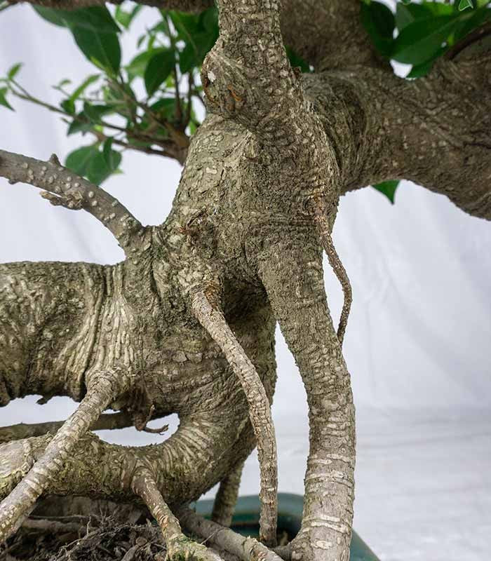 Ficus retusa 26 anni esemplare
