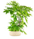 Wisteria Floribunda | Glicine Giapponese 12 anni