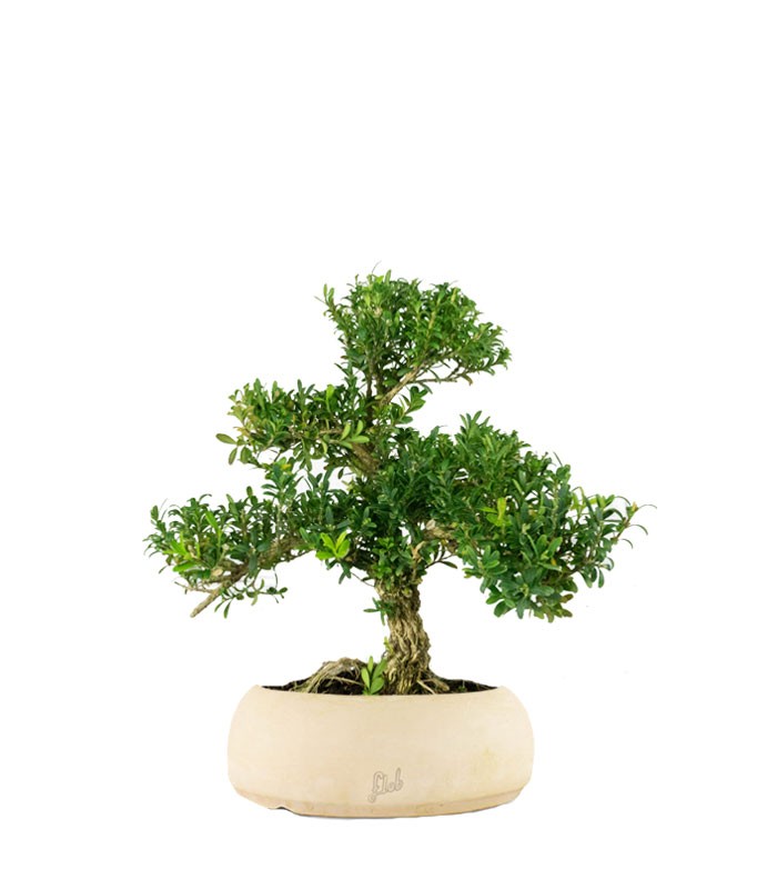 Buxus Bosso bonsai