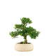 Buxus Bosso bonsai