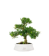 Buxus Bosso bonsai