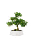 Buxus Bosso bonsai