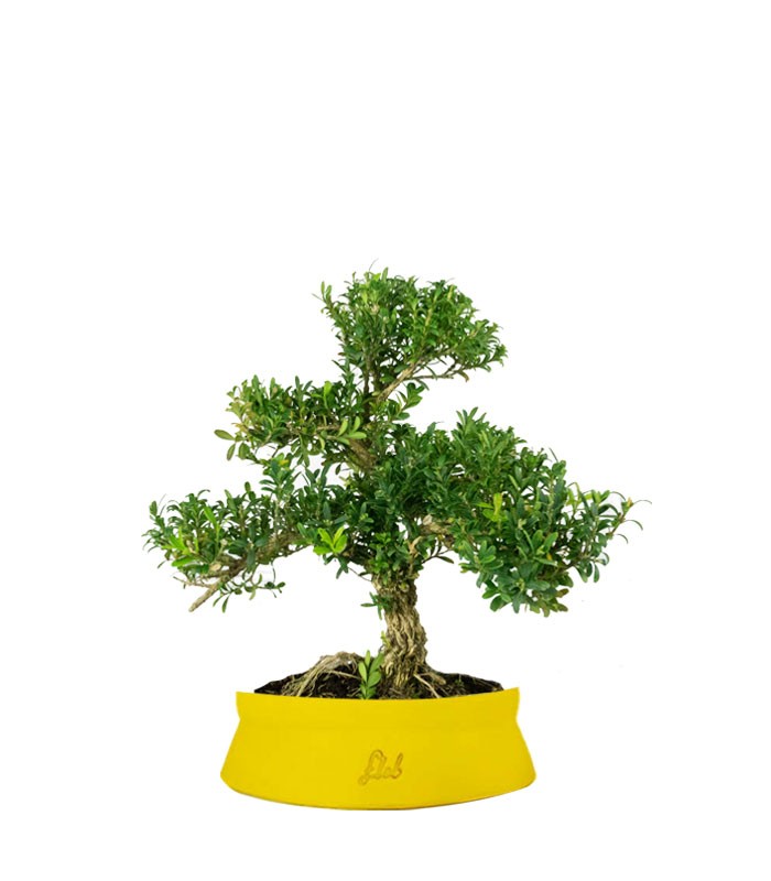 Buxus Bosso bonsai