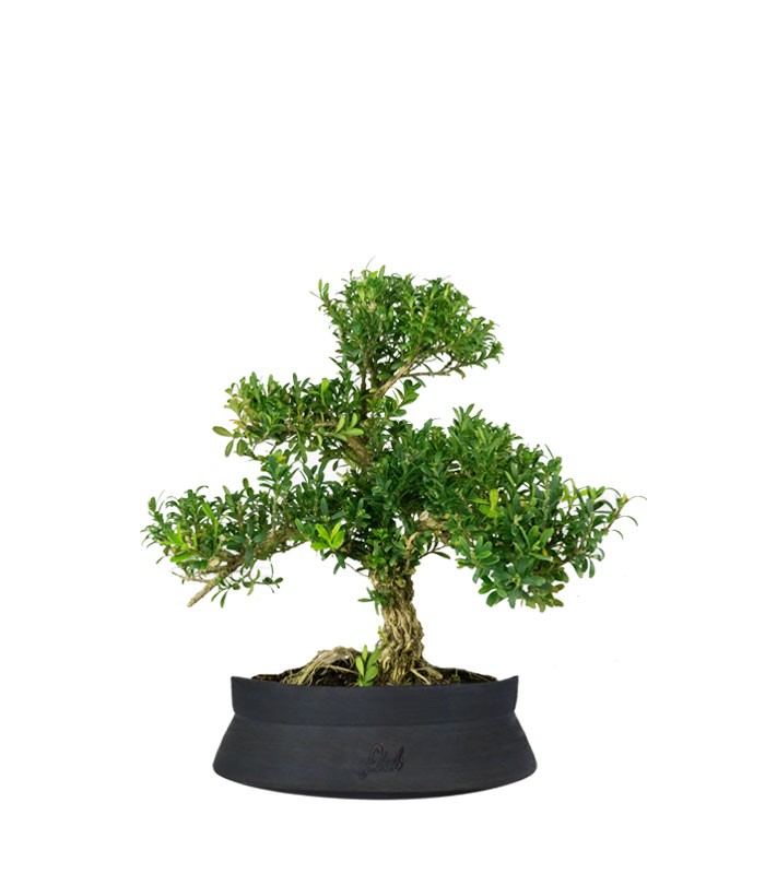 Buxus Bosso bonsai