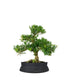 Buxus Bosso bonsai