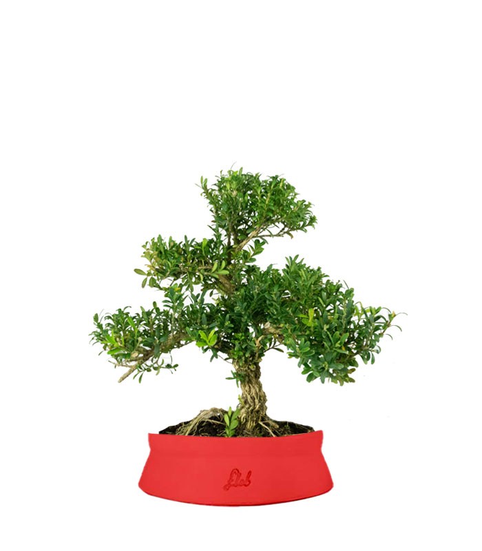 Buxus Bosso bonsai