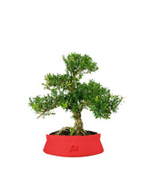 Buxus Bosso bonsai
