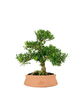 Buxus Bosso bonsai