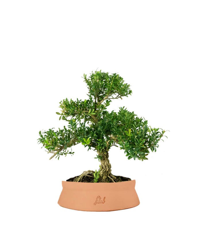 Buxus Bosso bonsai