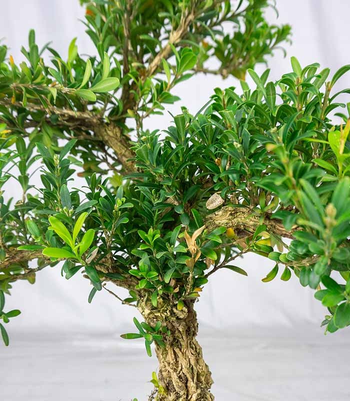 Buxus Bosso bonsai