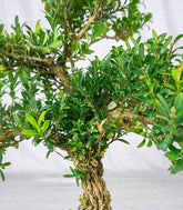 Buxus Bosso bonsai
