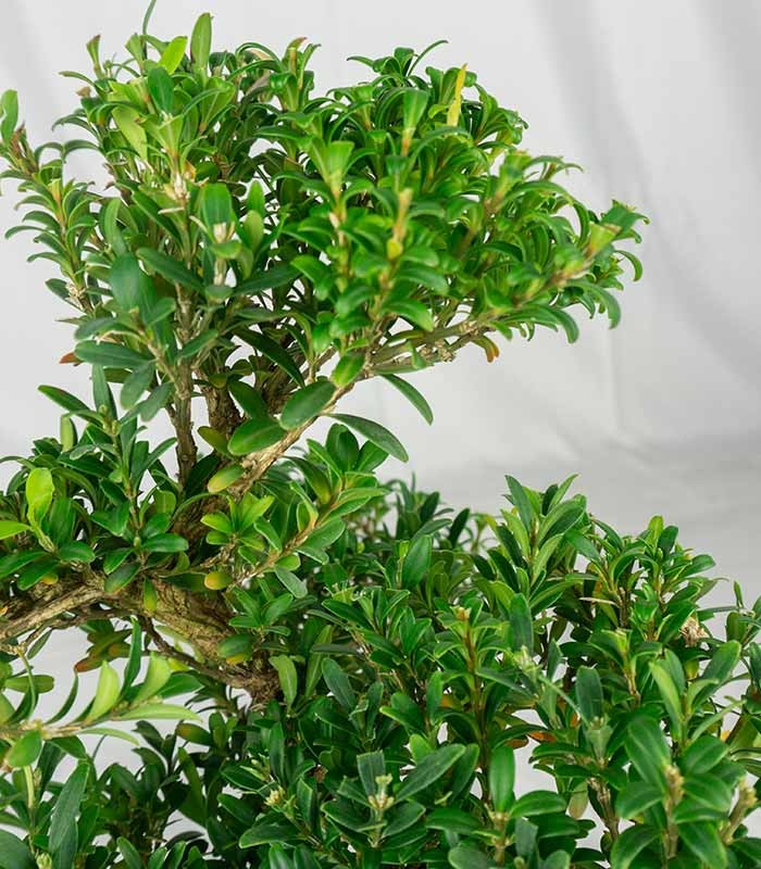 Buxus Bosso bonsai