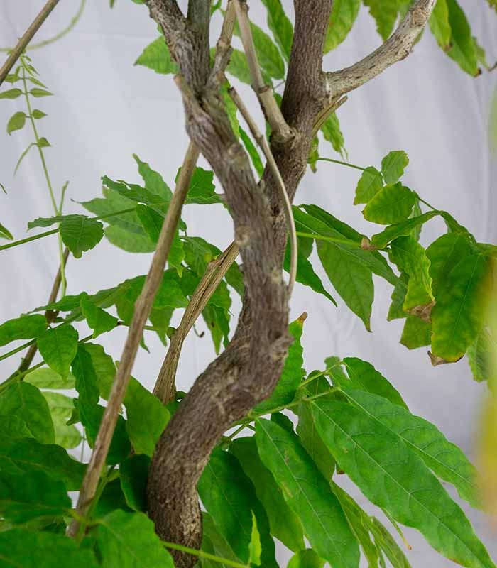 Wisteria Floribunda | Glicine Giapponese 12 anni