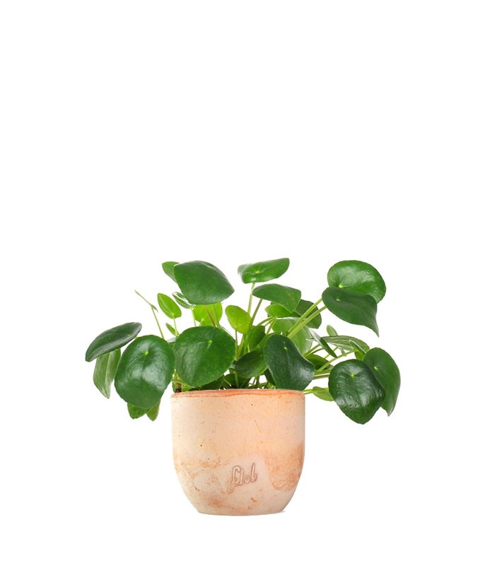 Pianta delle monete | Pilea