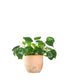 Pianta delle monete | Pilea