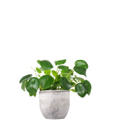 Pianta delle monete | Pilea