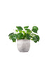 Pianta delle monete | Pilea