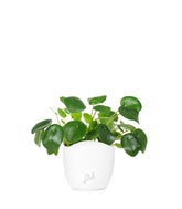 Pianta delle monete | Pilea