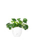Pianta delle monete | Pilea