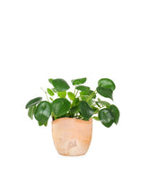 Pianta delle monete | Pilea