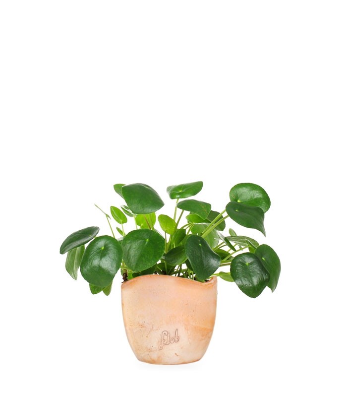 Pianta delle monete | Pilea