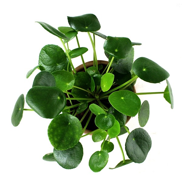Pianta delle monete | Pilea