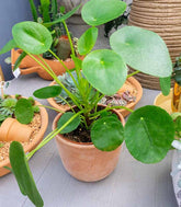Pianta delle monete | Pilea