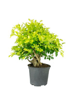 Duranta repens | Esemplare 14 anni