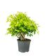 Duranta repens | Esemplare 14 anni