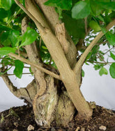 Duranta repens | Esemplare 14 anni