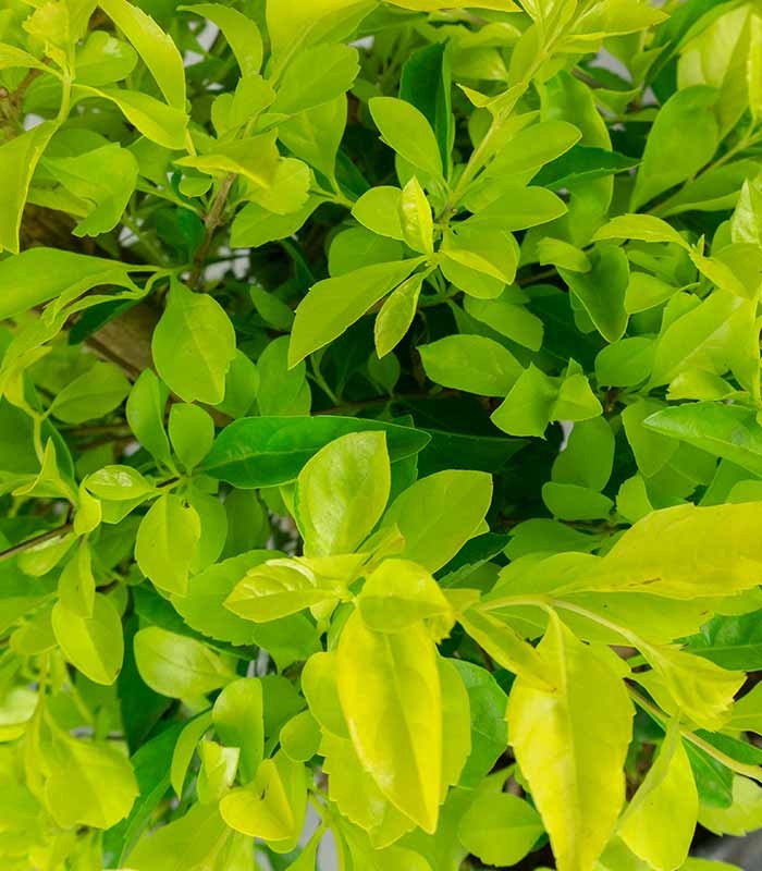 Duranta repens | Esemplare 14 anni