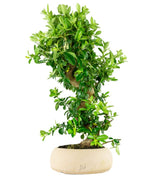 Pyracantha bonsai 15 anni