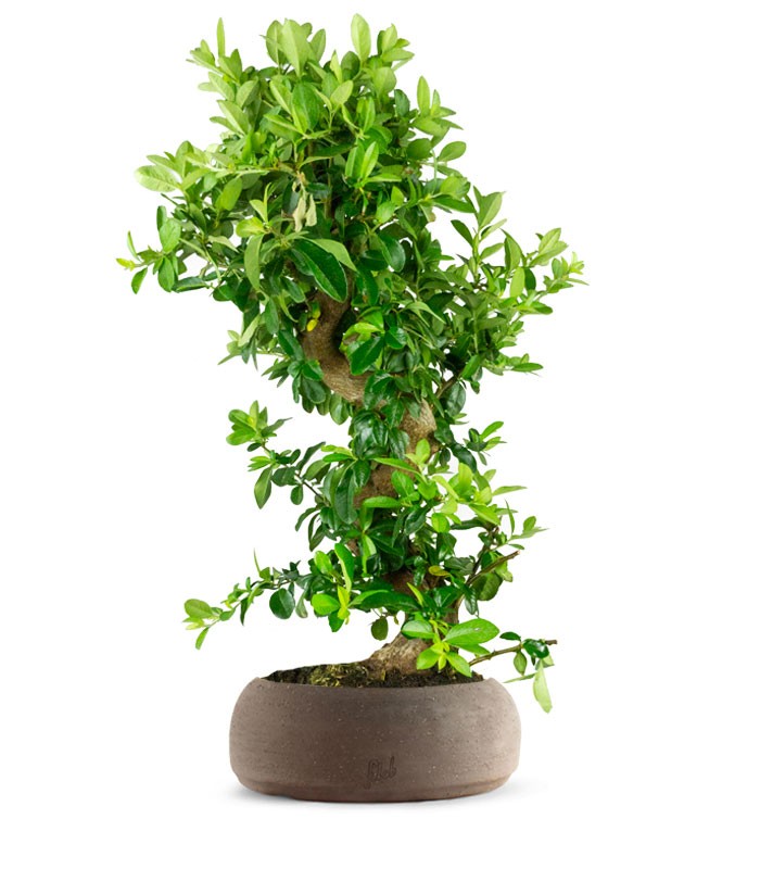 Pyracantha bonsai 15 anni