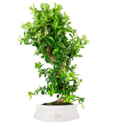 Pyracantha bonsai 15 anni