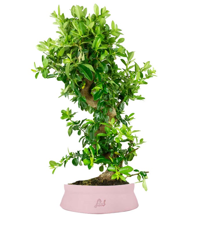 Pyracantha bonsai 15 anni