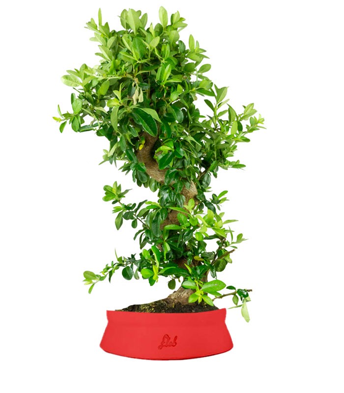 Pyracantha bonsai 15 anni