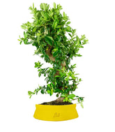 Pyracantha bonsai 15 anni