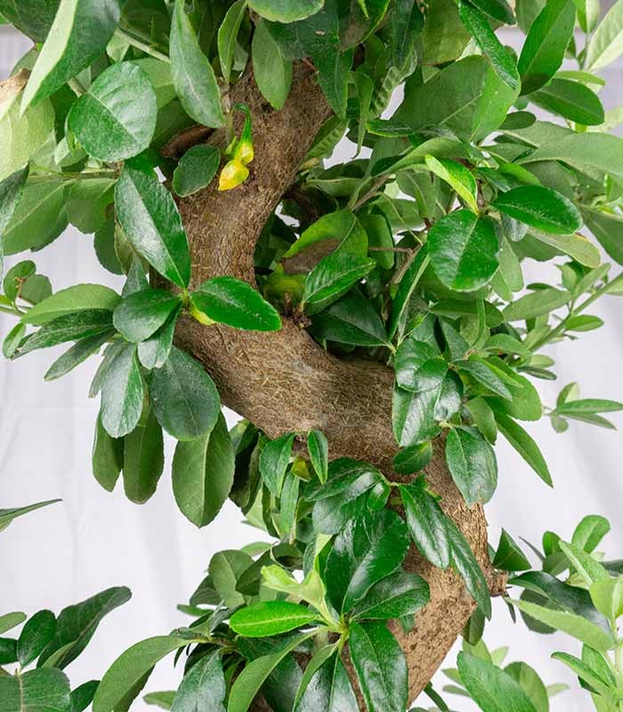 Pyracantha bonsai 15 anni