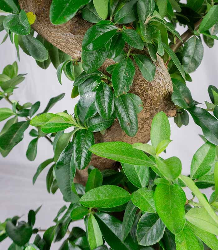 Pyracantha bonsai 15 anni