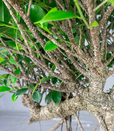 Ficus retusa 24 anni esemplare
