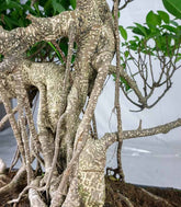 Ficus retusa 24 anni esemplare
