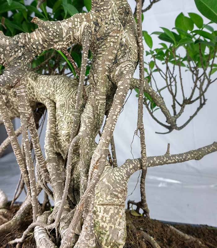 Ficus retusa 24 anni esemplare
