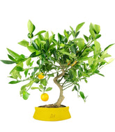 Citrus Kumquat bonsai 12 anni