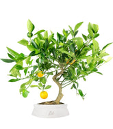 Citrus Kumquat bonsai 12 anni