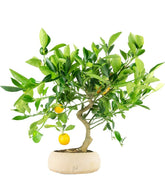 Citrus Kumquat bonsai 12 anni
