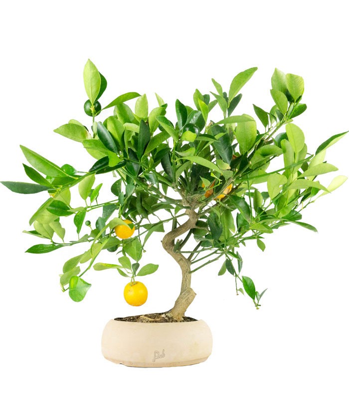 Citrus Kumquat bonsai 12 anni