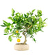Citrus Kumquat bonsai 12 anni