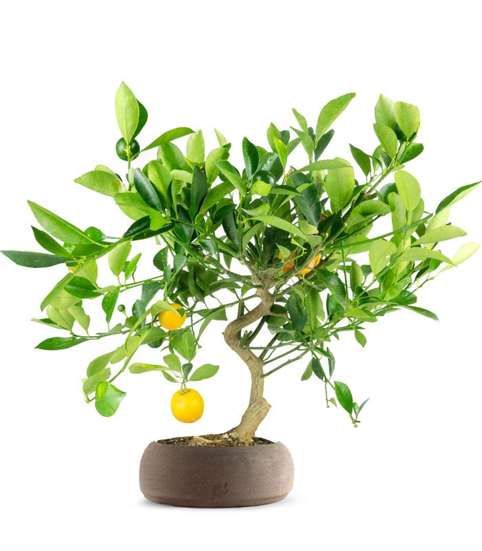 Citrus Kumquat bonsai 12 anni